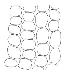 Pyrrhobryum bifarium, exothecial cells. Drawn from K.W. Allison 3216, CHR 454574.
 Image: R.C. Wagstaff © Landcare Research 2016 
